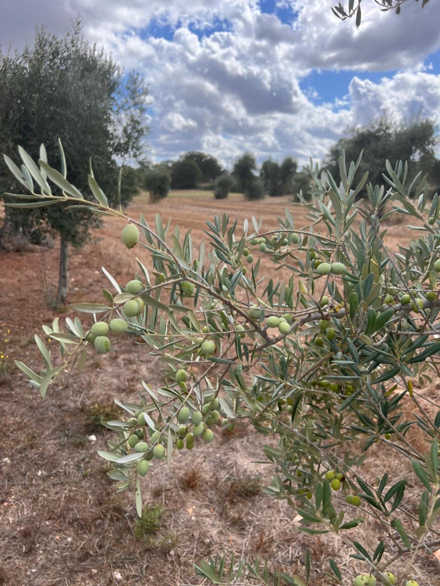 Masseria Battaglini Martina Franca Luaran gambar